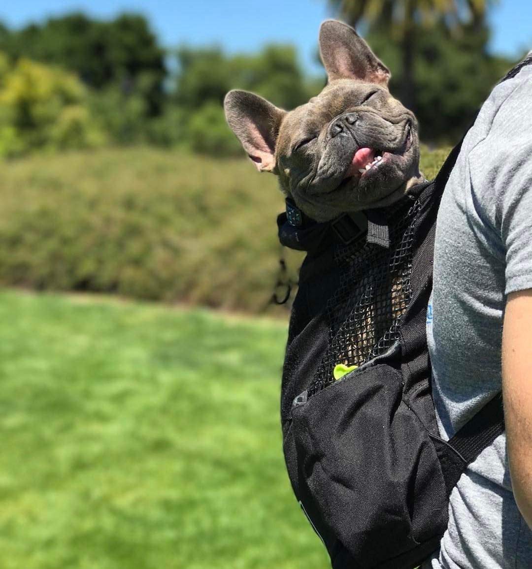 frenchie front carrier