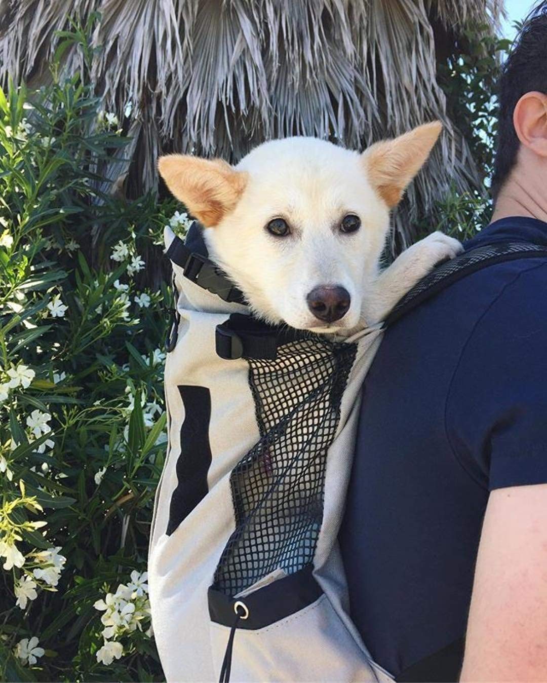 k9 sport sack corgi